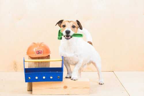viens la commande la plus importante que vous puissiez apprendre a votre chien