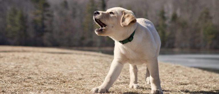 11 raisons pour lesquelles les chiens aboient et comment vous pouvez arreter daboyer