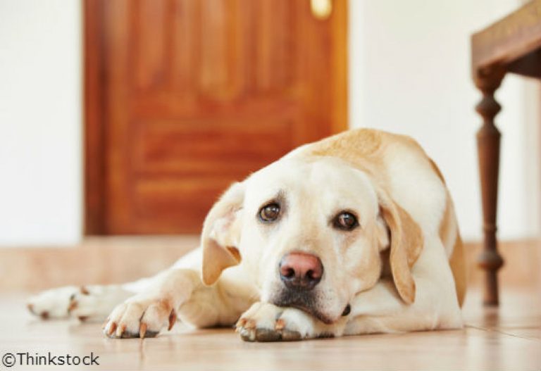 comment aider un chien anxieux a faire face aux visiteurs