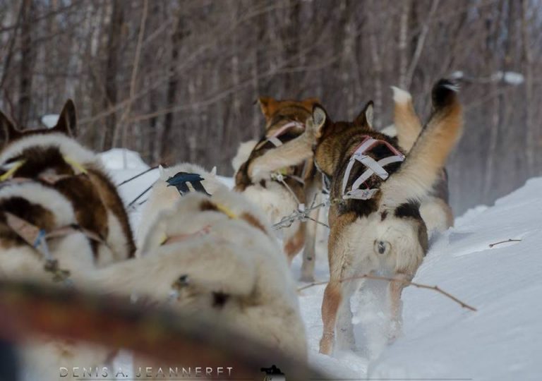 comment les chiens de traineau sont ils formes