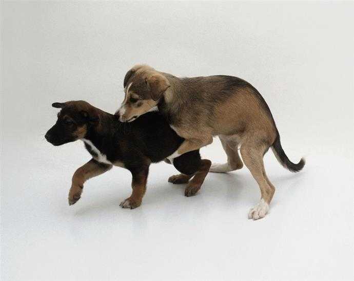 comportement de dominance de chien comportement de montage de chien femelle