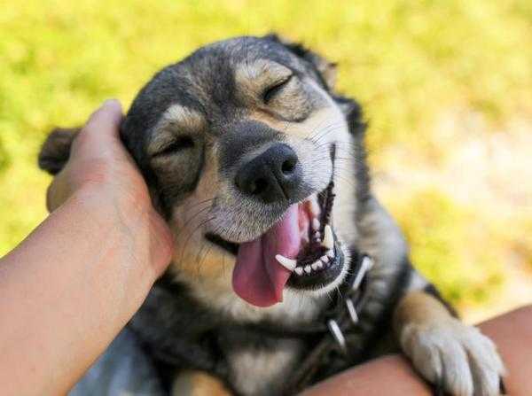 elever un chiot 4 conseils pour des chiens sains et heureux