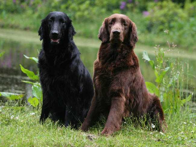 flat coated retriever races de chiens