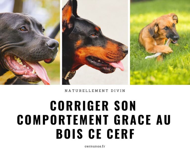 mon chien a besoin daide des maintenant
