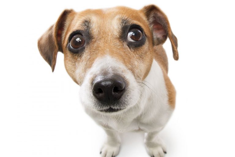 traitez la phobie du bruit chez les chiens