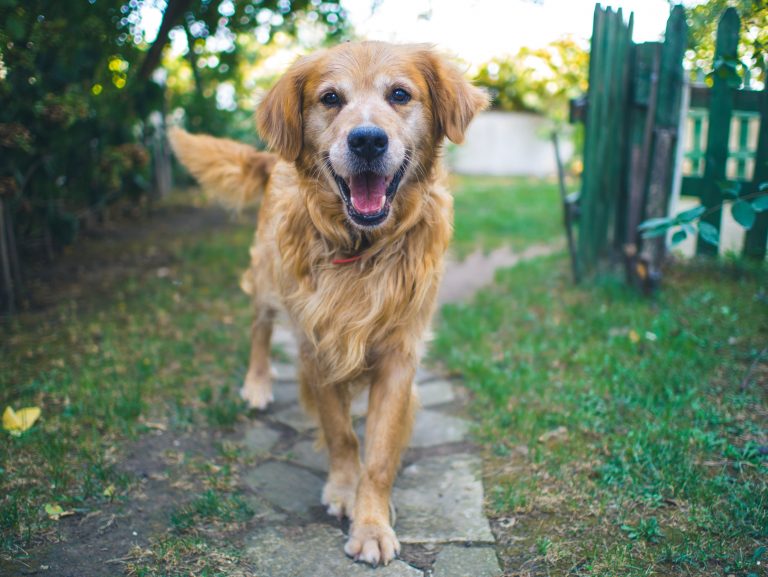 3 astuces impressionnantes et inhabituelles que vous pouvez apprendre a votre chien