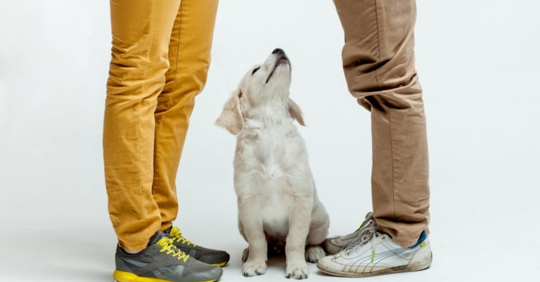 acheter un chien pouvez vous vous le permettre
