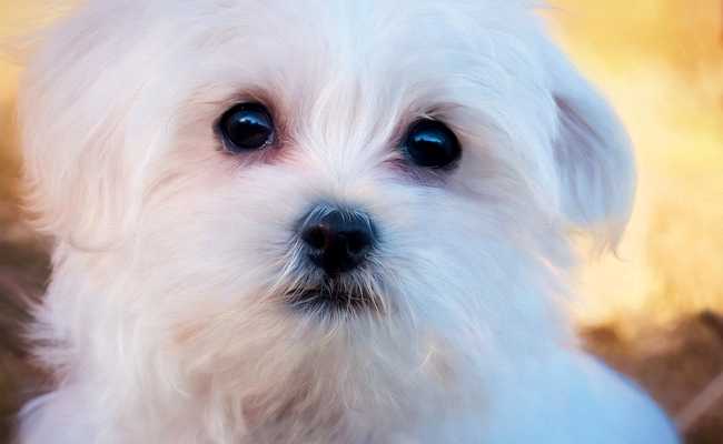 ajouter un chien maltais a votre famille