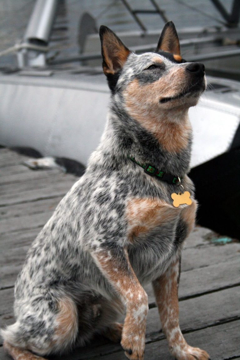 australian cattle dog races de chiens