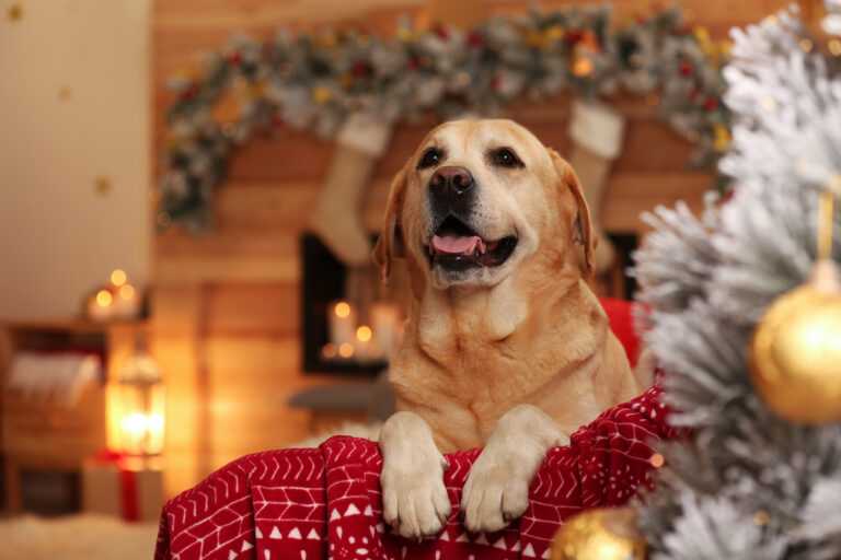 cadeaux de noel et de chien de vacances qui redonnent