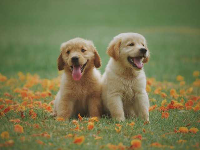 chiens hypoallergeniques est ce votre chien
