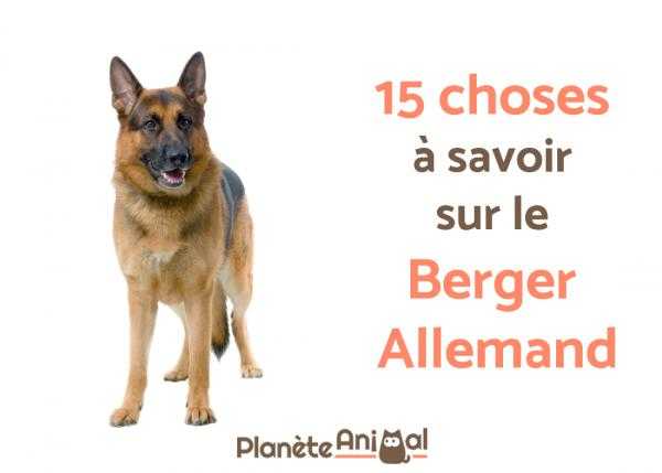 choses a savoir sur un chien de berger allemand