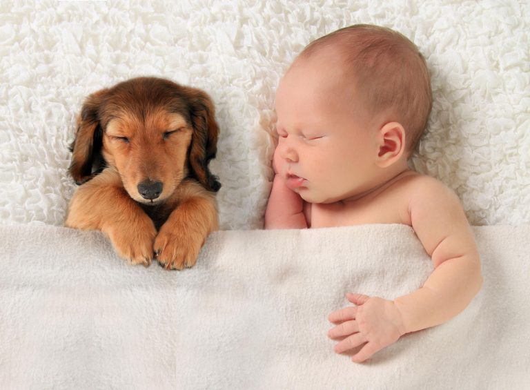 comment preparer votre chien pour votre nouveau bebe