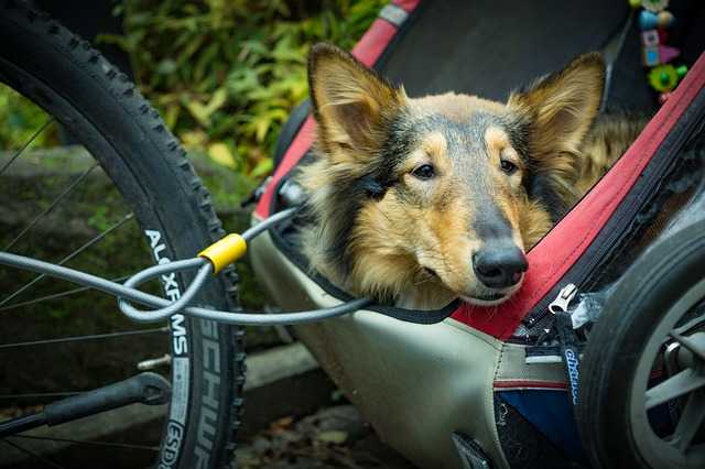 comment rendre votre chien a laise dans une remorque pour animaux de compagnie