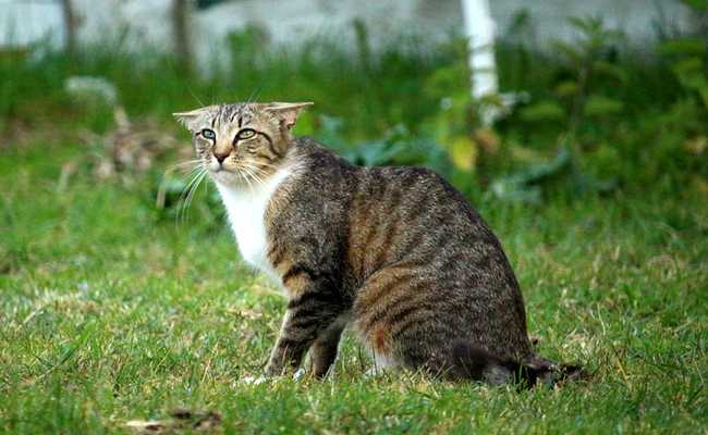  Comportement du chat – L’ennui de votre chat peut-il conduire à la maladie?