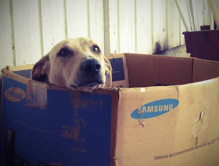 conseils pour demenager avec votre chien