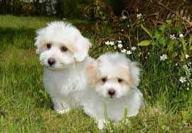 coton de tulear avez vous entendu parler de cette race de chien