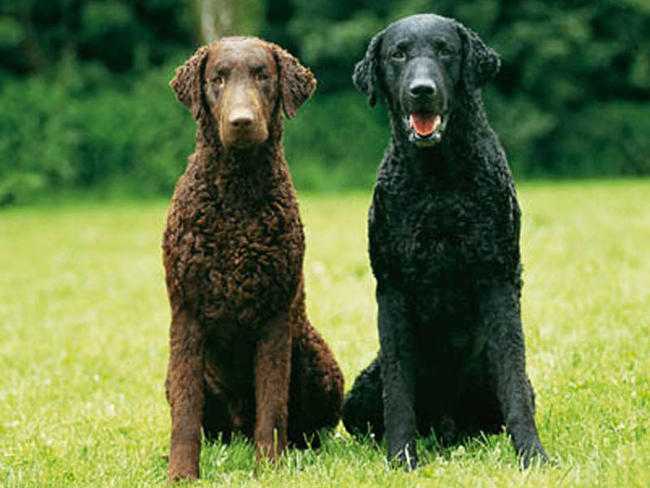 curri coated retriever races de chiens