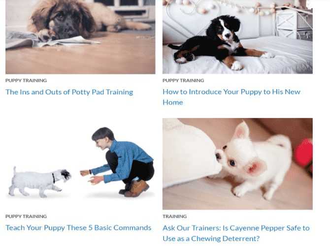dog obedience training 4 conseils gratuits lors de la formation de chien a la maison