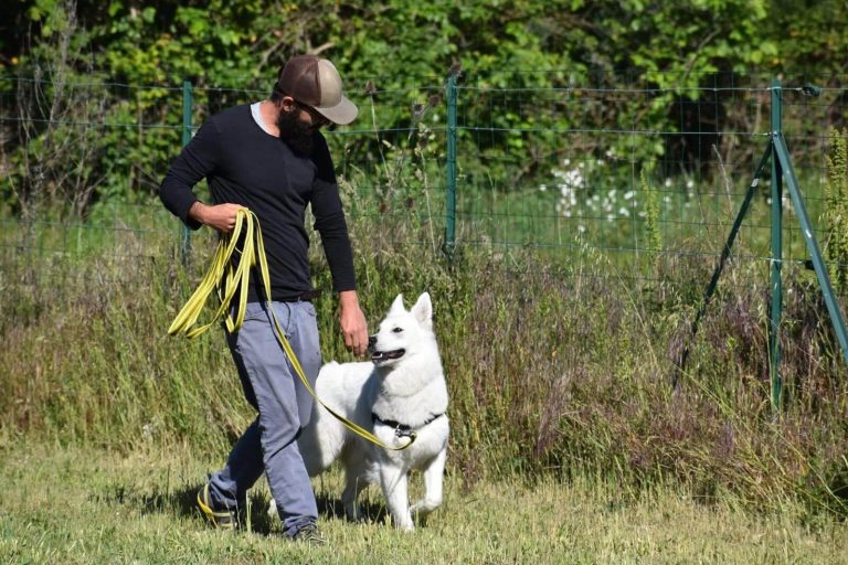 dog training academy comment creer lobeissance chez votre chien