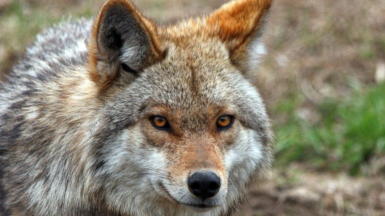 etes vous sur que cetait un coyote comment distinguer un coyote dun chien
