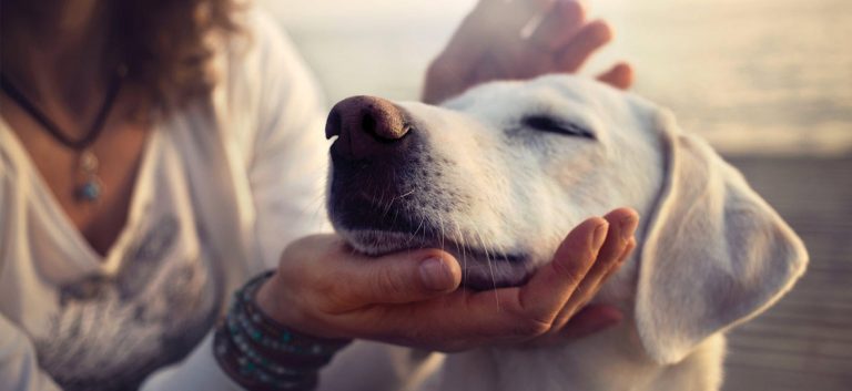 ethique et proprietaire dun chien