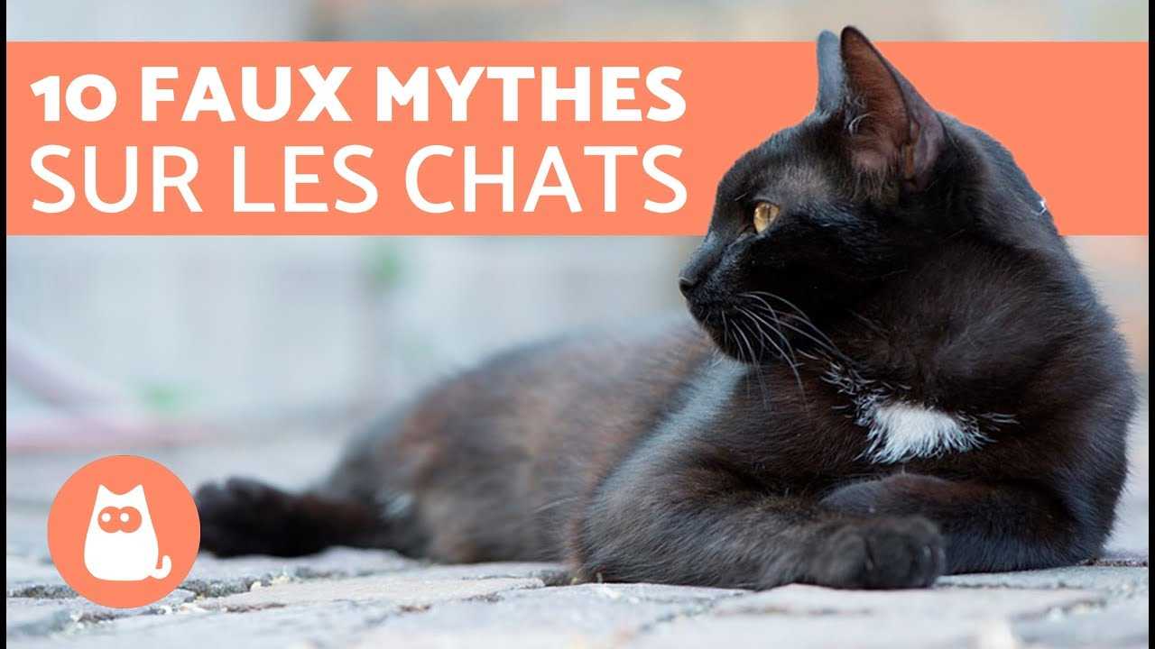 faits et mythes sur les chats
