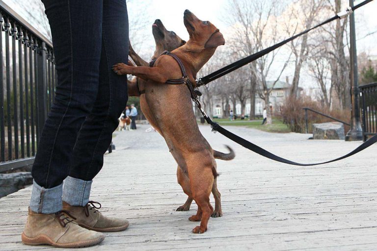 former votre chien a arreter de sauter