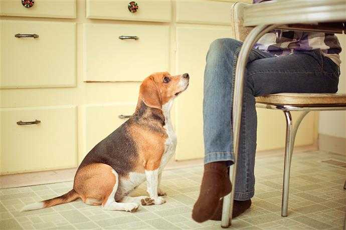 Former votre chien à cesser de mendier à table