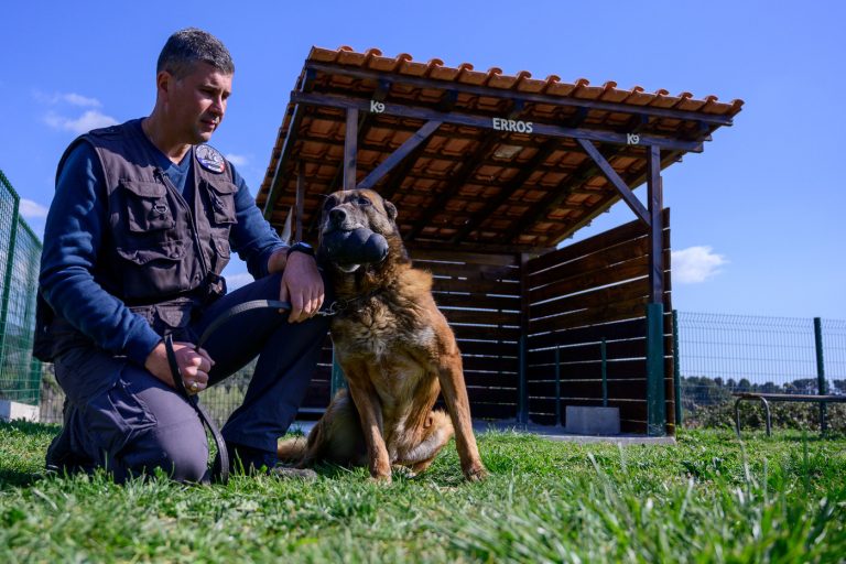 gros probleme si votre chien mord un travailleur des services publics sur votre propriete
