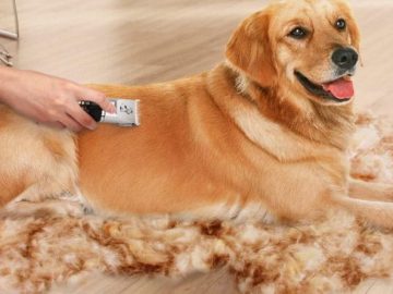 kit de toilettage golden retriever sont ils utiles pour toiletter votre chien