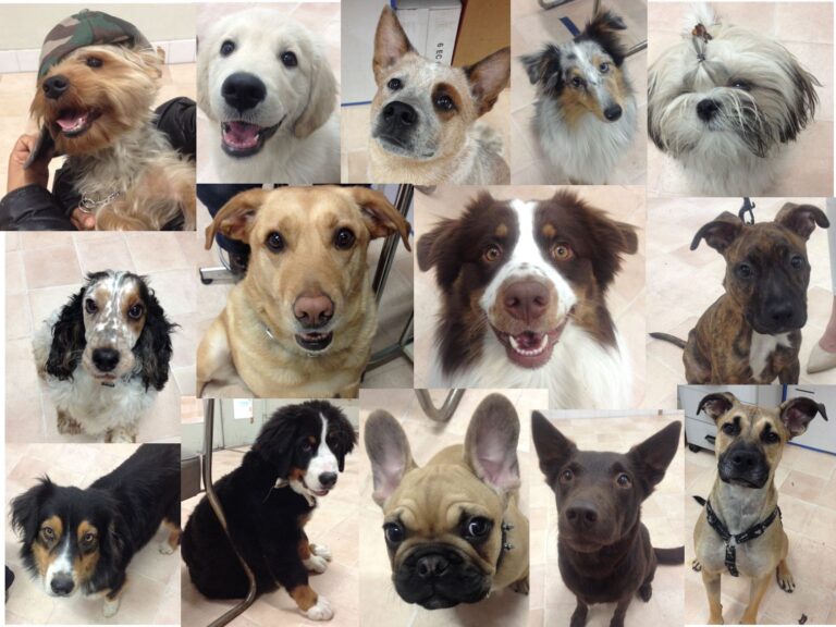 la capacite de parler de votre chien
