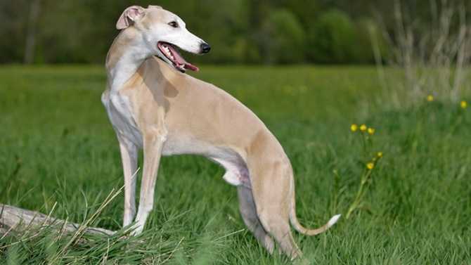 la race de chien whippet taille poids couleur histoire et description