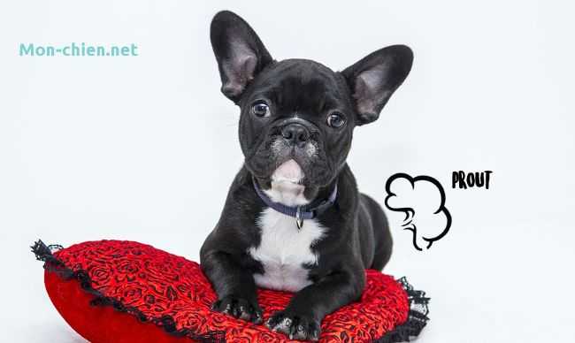 le chien qui pete