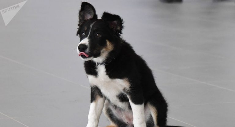 le secret de la formation des chiens plus ages
