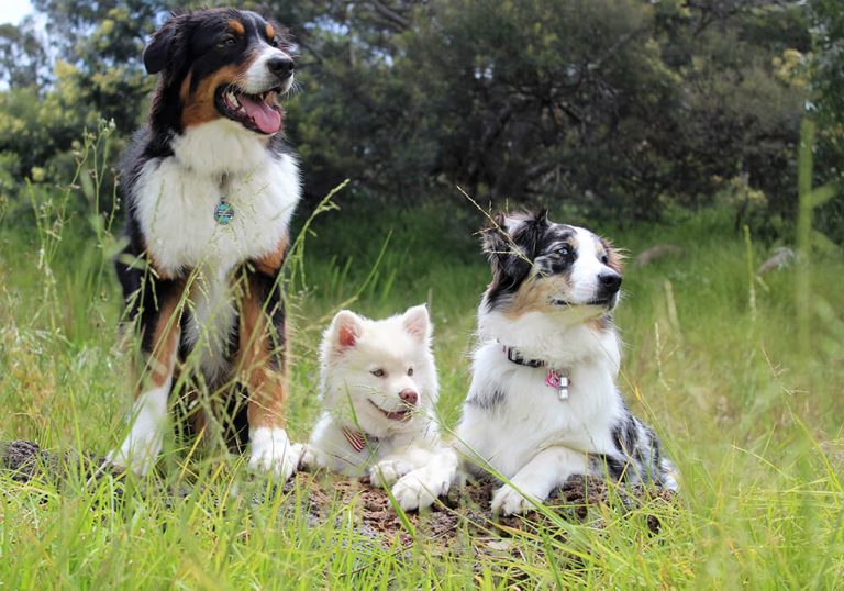 les barbus barbus comme chiens dexposition eleveurs et animaux de compagnie sera ce la race de votre meilleur chien