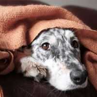 les chiens pleurent ils lorsquils ont la diarrhee