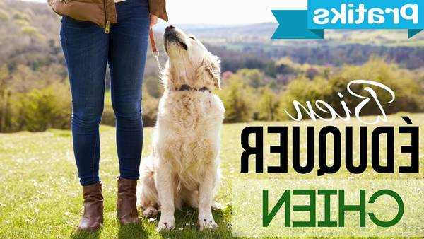 les livres de dressage de chiens vous apprennent ils quelque chose
