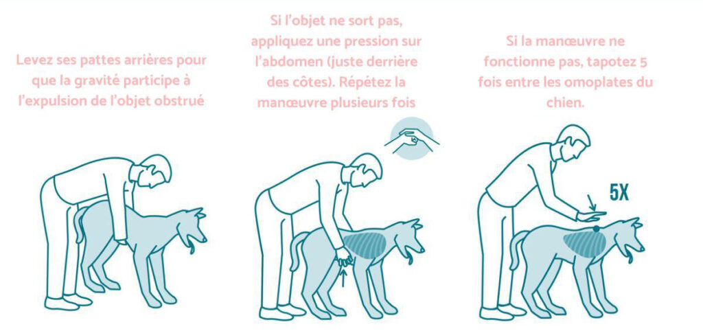 manoeuvre de heimlich pour chien