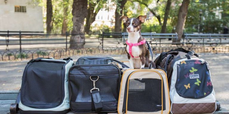 meilleure facon de transporter votre petit chien dans un avion