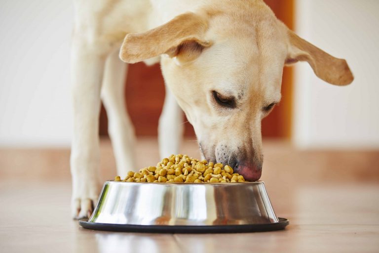 Nourriture humaine que les chiens peuvent manger et certains aliments que vous ne devriez jamais nourrir votre chien
