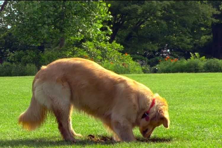 pourquoi les chiens aiment ils les jouets en peluche