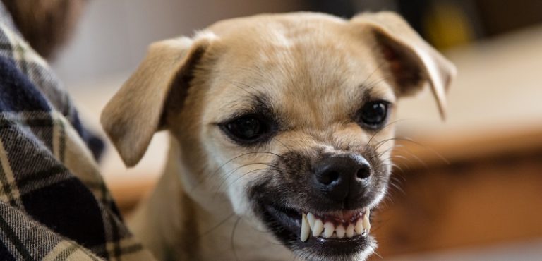 quelle race de chien est la plus susceptible de mordre