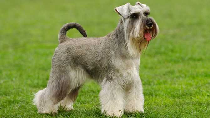 schnauzers miniatures comme chiens de famille