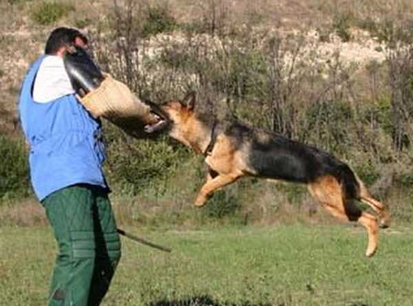 schutzhund dog training secrets apprenez les trois etapes de la formation de chien schutzhund pour votre chien