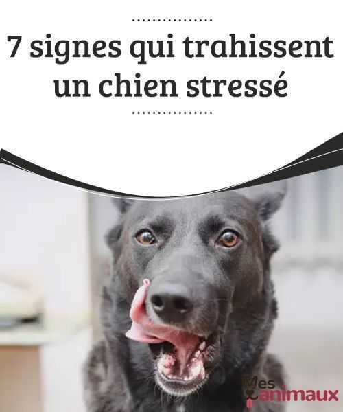 sept signes davertissement que votre chien est stresse