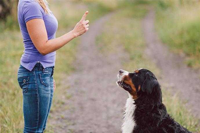 signaux de la main sur la formation dobeissance de chien