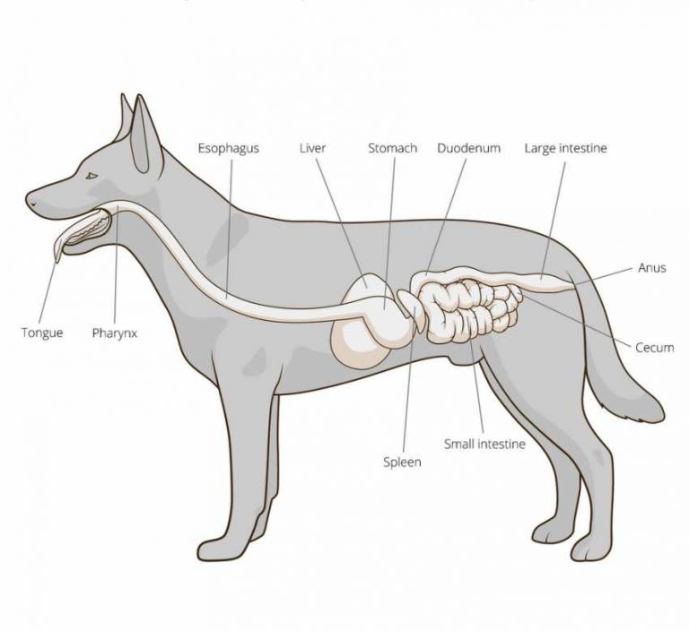 systeme digestif dun chien