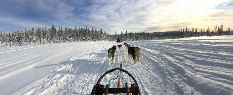 traineau a chiens a harriniva laponie