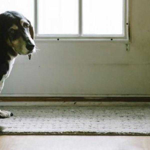 un chien sain que vous avez deja dans votre cuisine